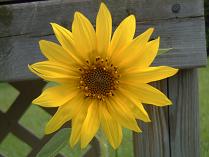 Sunflower from under my birdfeeder